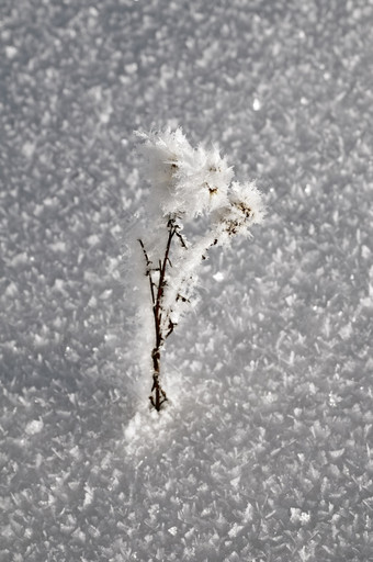 白霜干草对雪纹理