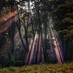 射线光的森林日出和雾早期早....