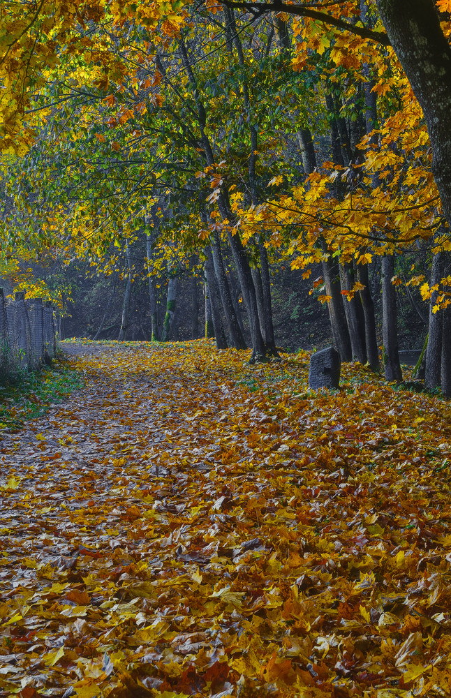 普奇科里亚伊景观储备金秋天时间附近维尔尼亚河