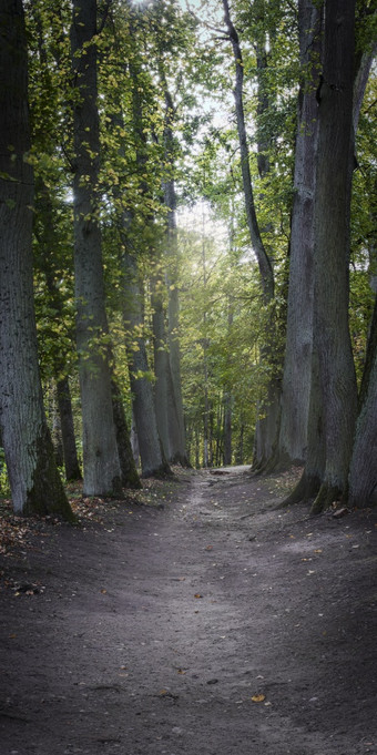 劳隆城堡公园劳隆raudones长辈朱尔巴卡斯区直辖市立陶宛成熟的秋天的小巷老石灰树浅焦点