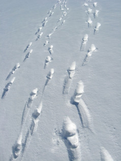 即将离任的人而且痕迹雪不背景的蓝色的天空