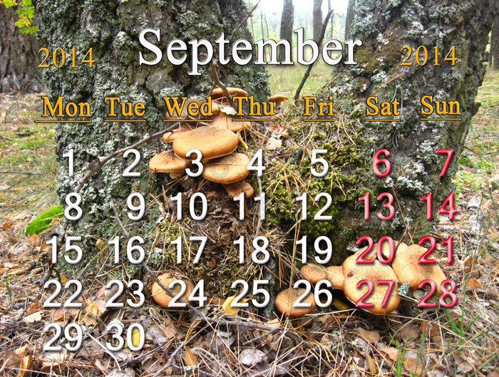 日历为的月的蘑菇下桦木图片