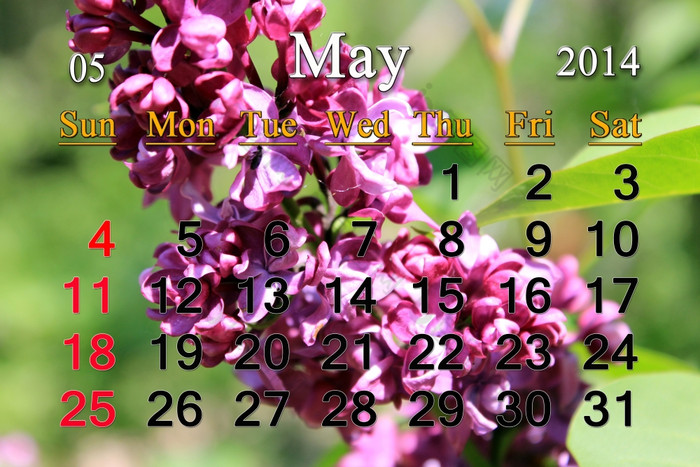 日历为五月的背景分支淡紫色