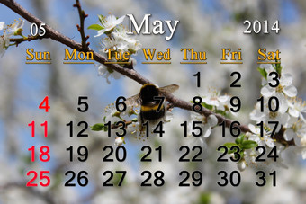 日历为的五月一年的背景飞行大黄蜂