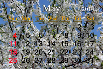 日历为五月的背景分支开花樱桃