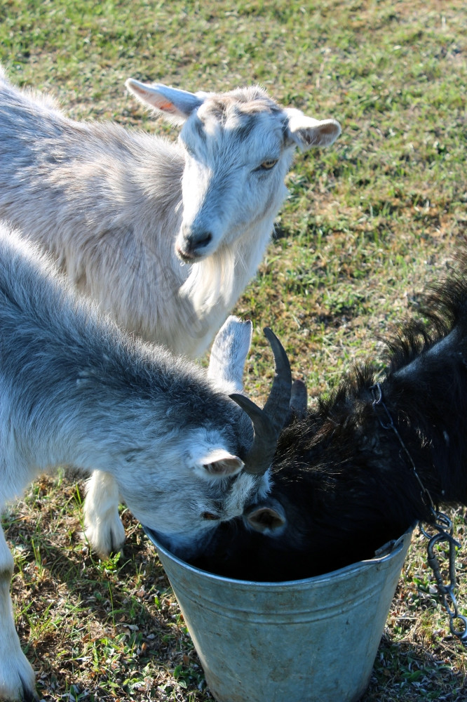 三个山羊喝水三个山羊喝水从桶的场
