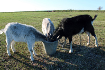 三个山羊<strong>喝水</strong>从用力推桶三个山羊<strong>喝水</strong>从用力推桶的牧场
