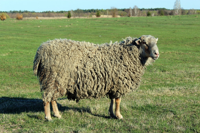 羊的牧场羊的草牧场的春天图片