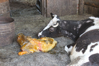 妈妈。牛看后它的只是新生儿小腿妈妈。牛小心翼翼地看后它的只是新生儿小腿