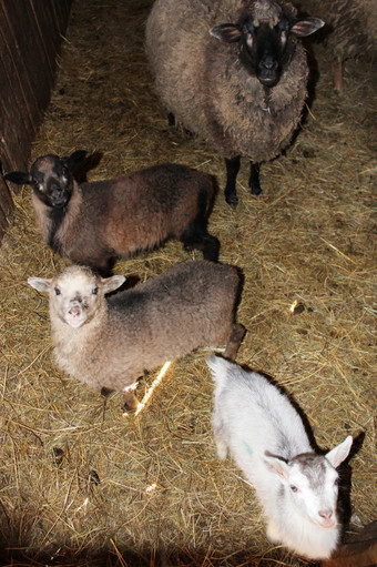 羊的摊位羊站的摊位在牛棚