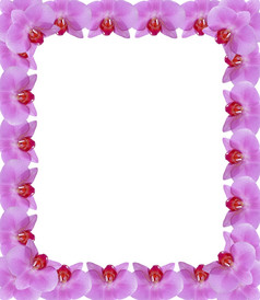 框架从粉红色的花瓣兰花美丽的框架从粉红色的花瓣兰花