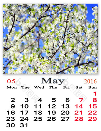 日历为五月与盛开的樱桃树日历为五月与白色盛开的樱桃树