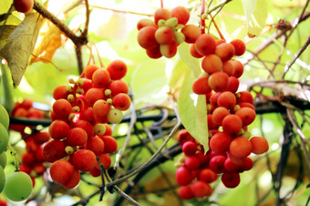 分支机构红色的成熟的五味子属分支机构红色的成熟的五味子属挂的花园