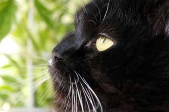 加沙猫特写镜头动物的鼻口黑色的加沙猫