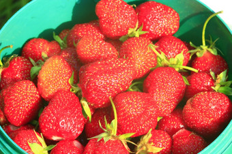 <strong>一桶</strong>成熟的草莓<strong>一桶</strong>红色的而且成熟的新鲜的草莓