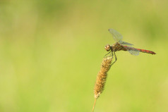 宏蜻蜓宏蜻蜓坐着的herbal小穗