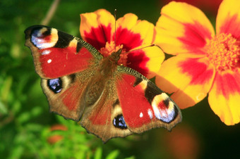 蝴蝶孔雀眼睛的金盏花美丽的蝴蝶孔雀眼睛的金盏花