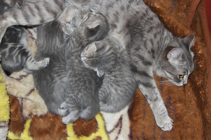 猫与新生儿小猫苏格兰直品种猫和她的新生儿小猫苏格兰直品种