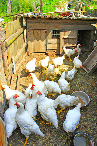 国内母鸡的家禽农场白色母鸡吃的家禽农场