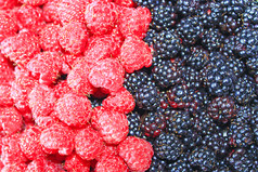黑莓和红色的树莓堆成熟的浆果黑莓和树莓