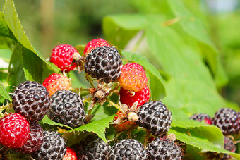 <strong>黑色</strong>的树莓与很<strong>多</strong>成熟的浆果收获<strong>黑色</strong>的树莓与很<strong>多</strong>成熟的浆果