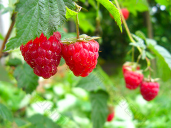 红色的和成熟的<strong>树莓</strong>的花园红色的浆果<strong>树莓</strong>