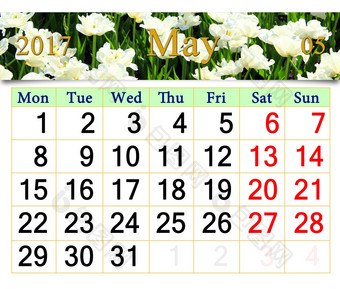 日历为五月与白色郁金香日历为五月与白色郁金香日历为五月与花床上白色郁金香