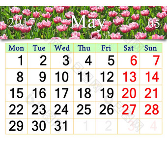 日历为五月与花淡紫色郁金香日历为五月与花床上淡紫色郁金香