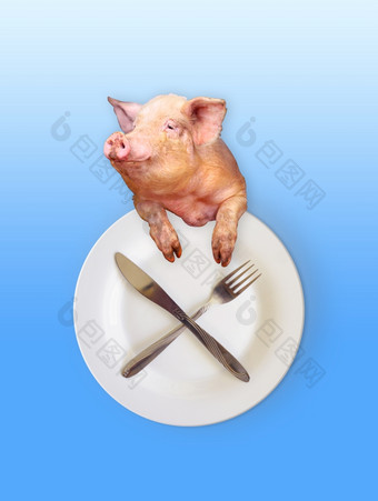 有趣的猪看起来出在的板与刀和叉有趣的猪看起来出在的板与刀和叉象征暴食
