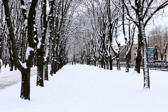 冬天公园与许多大树和路径冬天美丽的公园与许多大树和路径