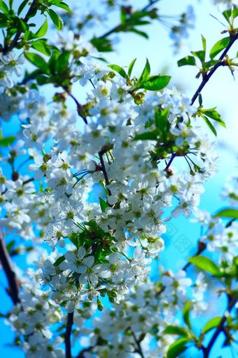 白色花开花樱<strong>桃树</strong>白色分支机构的开花樱<strong>桃树</strong>的春天