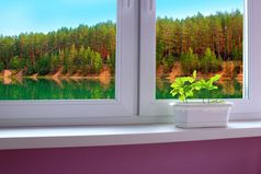 年轻的橡树的窗口窗台上窗口俯瞰的森林湖幼苗橡树的窗口窗台上窗口俯瞰的森林湖