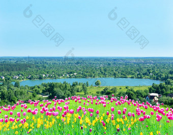 淡紫色郁金香的花坛的背景村湖淡紫色郁金香的花坛的背景村与湖