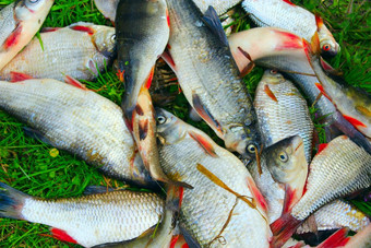 栖息常见的nases鲷鱼和鲫鱼丰富的抓鱼抓住了鱼栖息常见的nases鲷鱼和鲫鱼的草