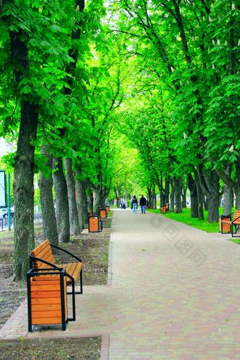 城市公园与散步路径长椅和大绿色树美丽的城市公园与不错的散步路径长椅和大绿色树城市公园的春天