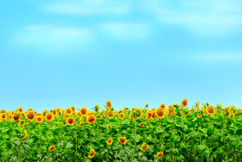 向日葵成长的农场场美丽的黄色的向日葵成长的农场场