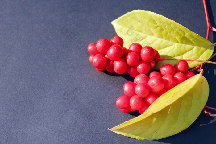红色的浆果五味子属分支红色的成熟的五味子属与叶子躺的黑暗蓝色的背景