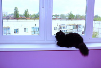 黑色的猫坐在的窗台黑色的猫坐在的窗台阳台