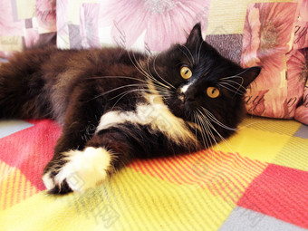 懒惰的黑色的猫谎言的彩色的沙发不错的懒惰的黑色的猫与大白色胡须谎言的彩色的沙发