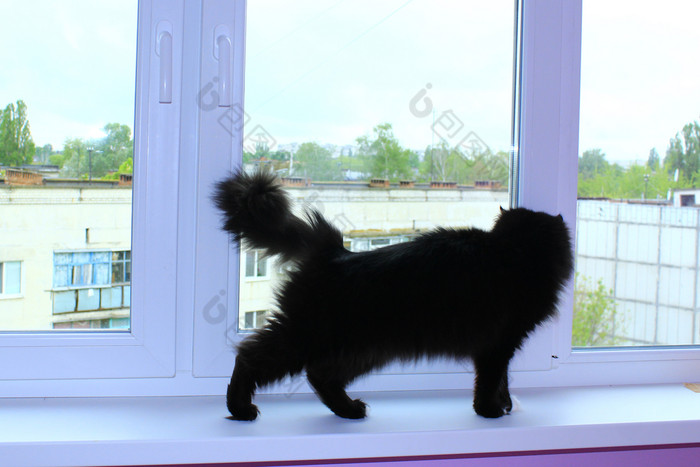 黑色的猫走的窗台黑色的猫走的窗台的阳台