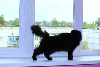 黑色的猫走的窗台黑色的猫走的窗台的阳台