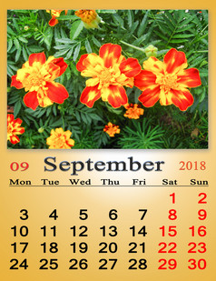 日历为9月与照片金盏花日历为9月与图像黄色的金盏花