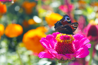 宏<strong>蝴蝶</strong>孔雀眼睛收集花蜜的Zinnia宏<strong>蝴蝶</strong>孔雀眼睛收集花蜜的Zinnia宏<strong>蝴蝶</strong>