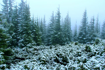 森林与冷杉后的第一个雪的一年密集的绿色森林与冷杉树后的第一个雪的一年