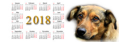 日历为与不错的狗日历为与的图像美丽的种类狗狗象征一年