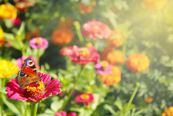 不同的颜色夏天蝴蝶坐在的花蝴蝶孔雀眼睛坐在的花Zinnia彩色的热夏天