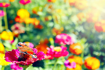 不同的颜色夏天蝴蝶坐在的花蝴蝶孔雀眼睛坐在的花Zinnia彩色的热夏天