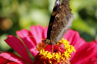 宏蝴蝶<strong>孔雀</strong>眼睛收集花蜜的Zinnia宏蝴蝶<strong>孔雀</strong>眼睛收集花蜜的Zinnia宏蝴蝶