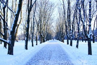 冬天城市公园冬天美丽的公园与许多大树和雪路径