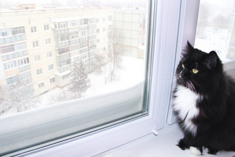 美丽的黑色的猫看出窗口后面哪一个雪<strong>冬</strong>天雪下降了外窗口美丽的黑色的猫看出的窗口后面哪一个雪<strong>冬</strong>天雪下降了外的窗口rsquo更好的<strong>首页</strong>床上天气